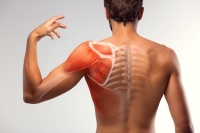Man view from back. Blades, shoulder and trapezoid illustration