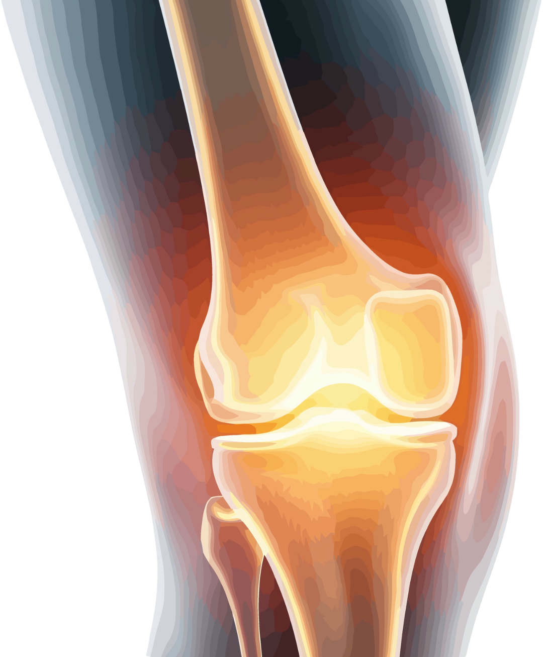 Knee Joint Anatomy and Knee Pain | Northbridge Chiropractic Perth Illuminated anatomical illustration of the knee joint showing the femur, patella, tibia, and fibula with a warm glowing highlight indicating the joint space, used to illustrate knee pain and joint health.