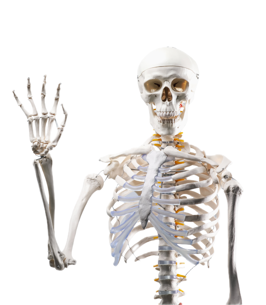 AI generated anatomical skeleton model with one hand raised in a waving gesture against a black background, showing the skull, ribcage, spine, clavicles, and upper limb bones used for patient education at Northbridge Chiropractic in Perth.