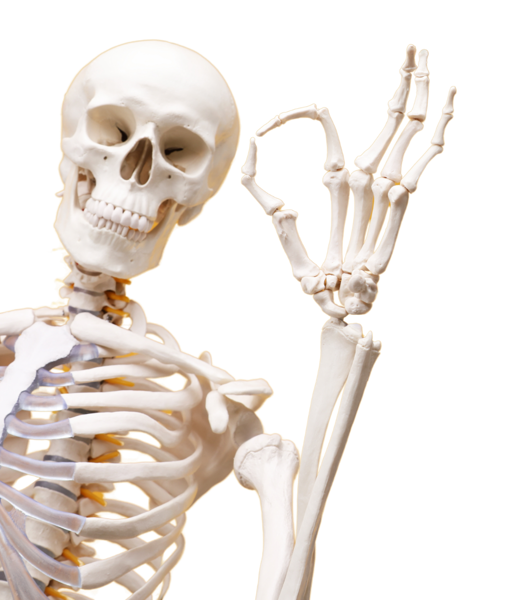 Close-up of an anatomical skeleton model making an okay hand gesture against a black background, showing detailed skull, cervical spine, ribcage, clavicles, and hand bones used for patient education at Northbridge Chiropractic in Perth.